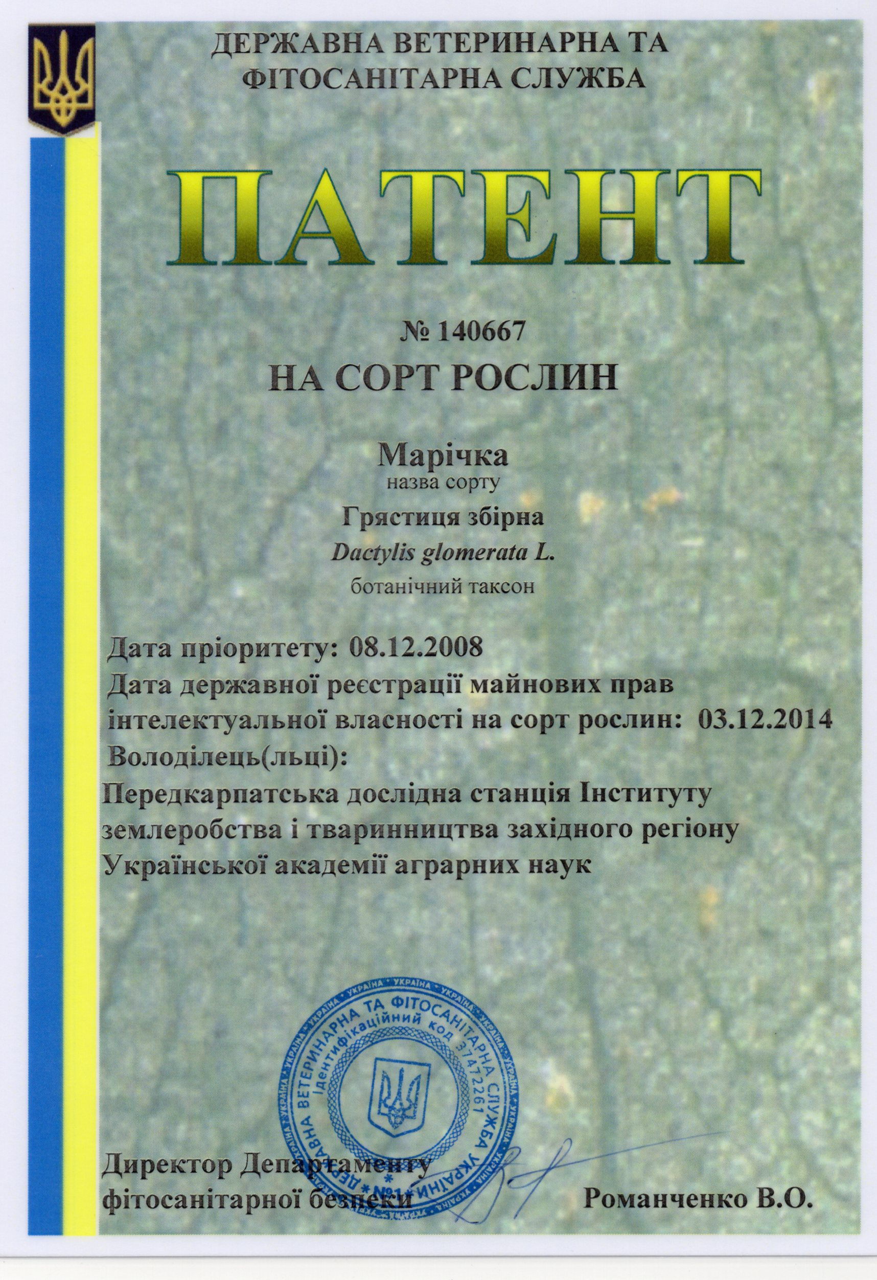 Грястиця збірна Сорт МАРІЧКА