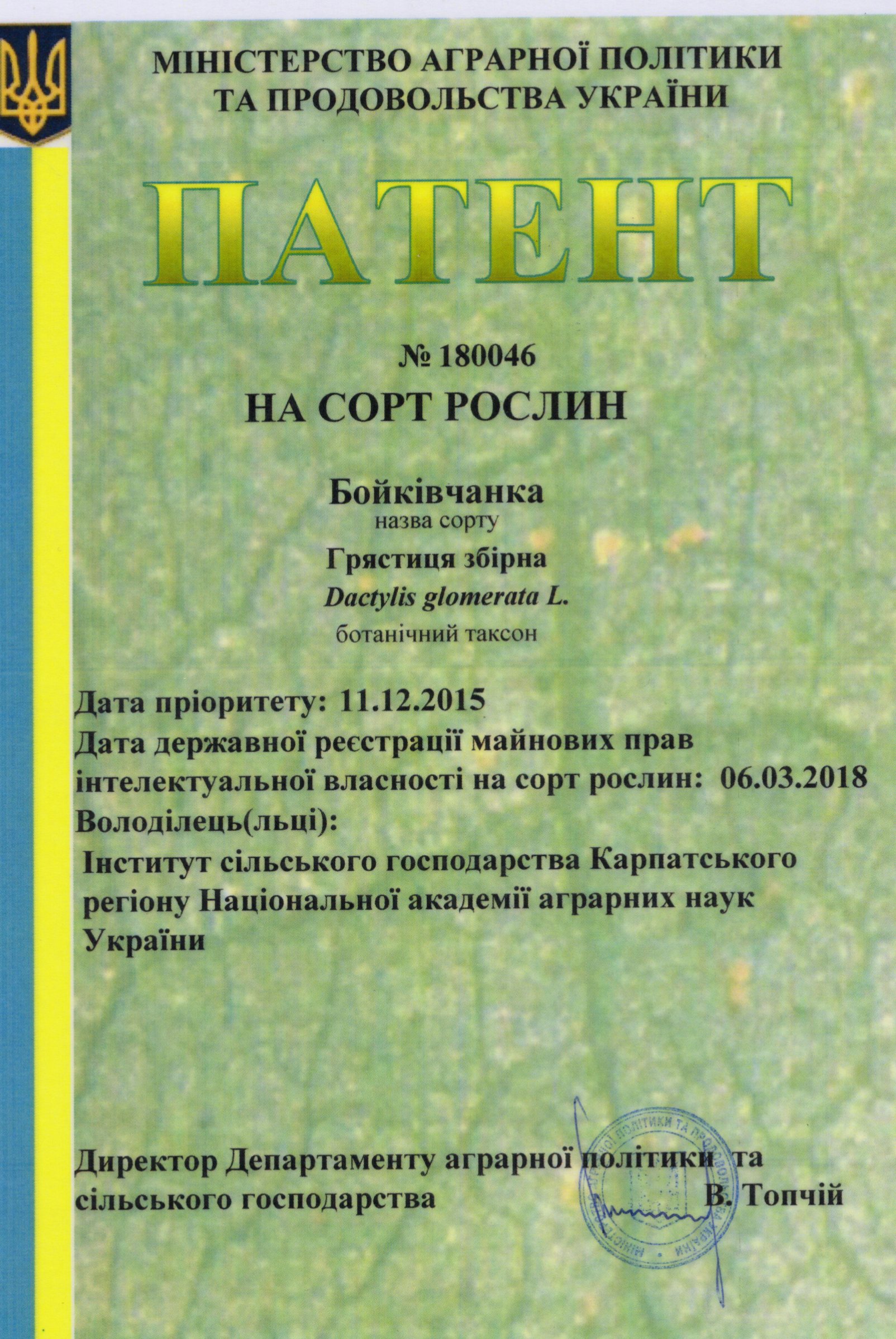 Грястицязбірна Сорт БОЙКІВЧАНКА
