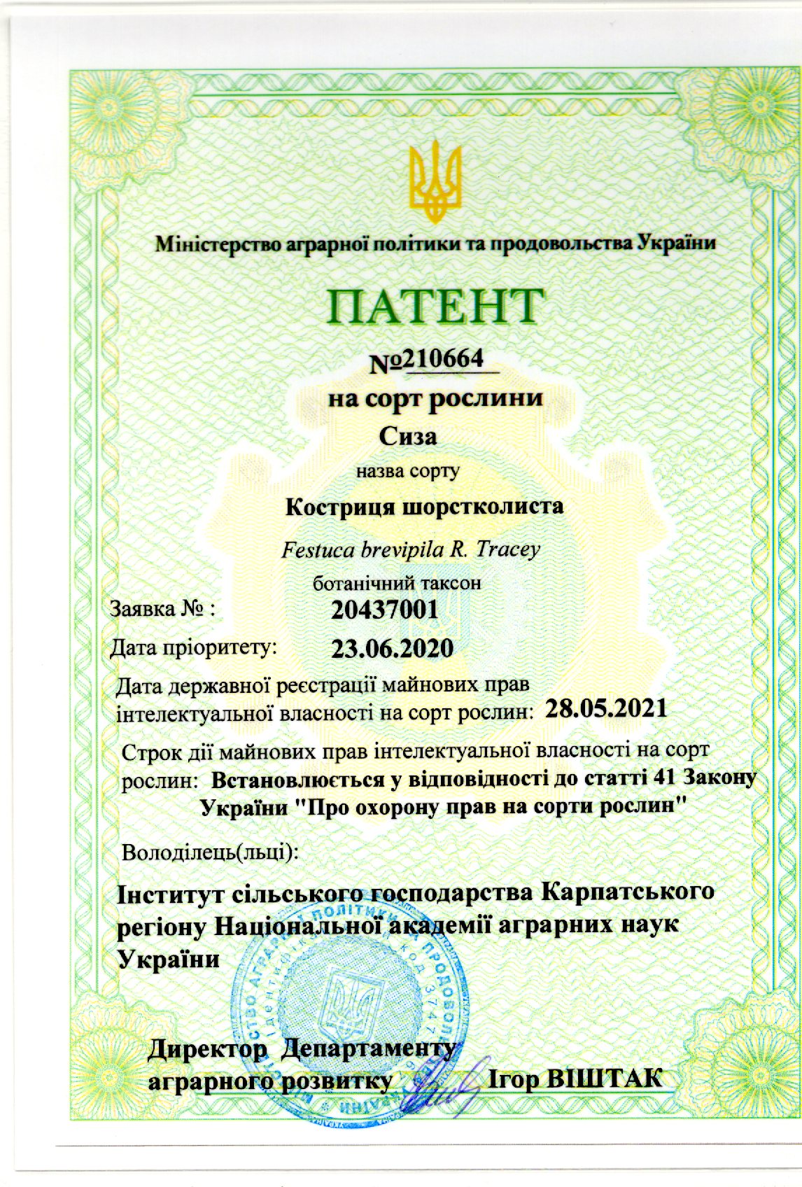Костриця шорстколиста Сорт СИЗА